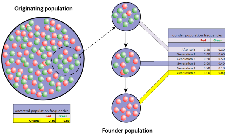 Genetic Drift and Diversity – Molecular Ecology & Evolution: An ...